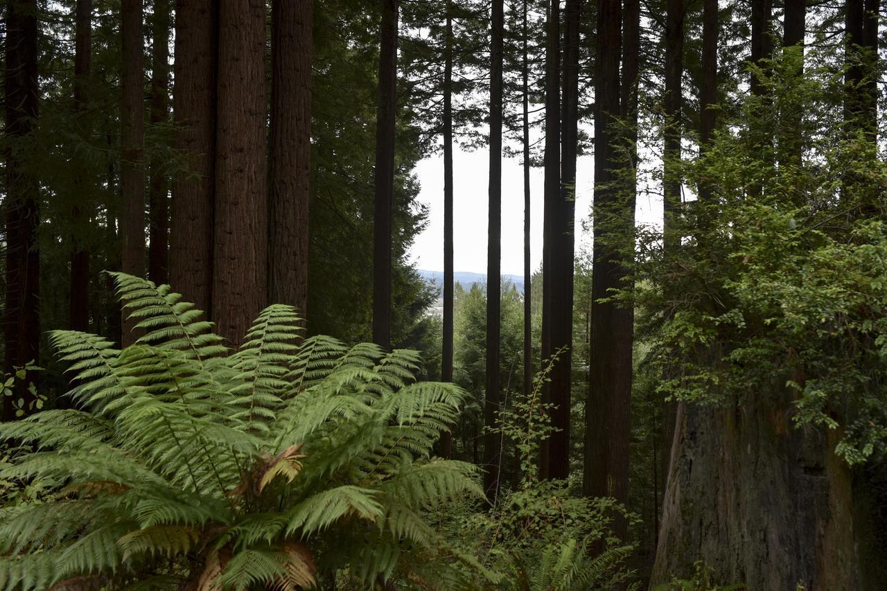 Serene Redwood Retreat Arcata Exterior photo